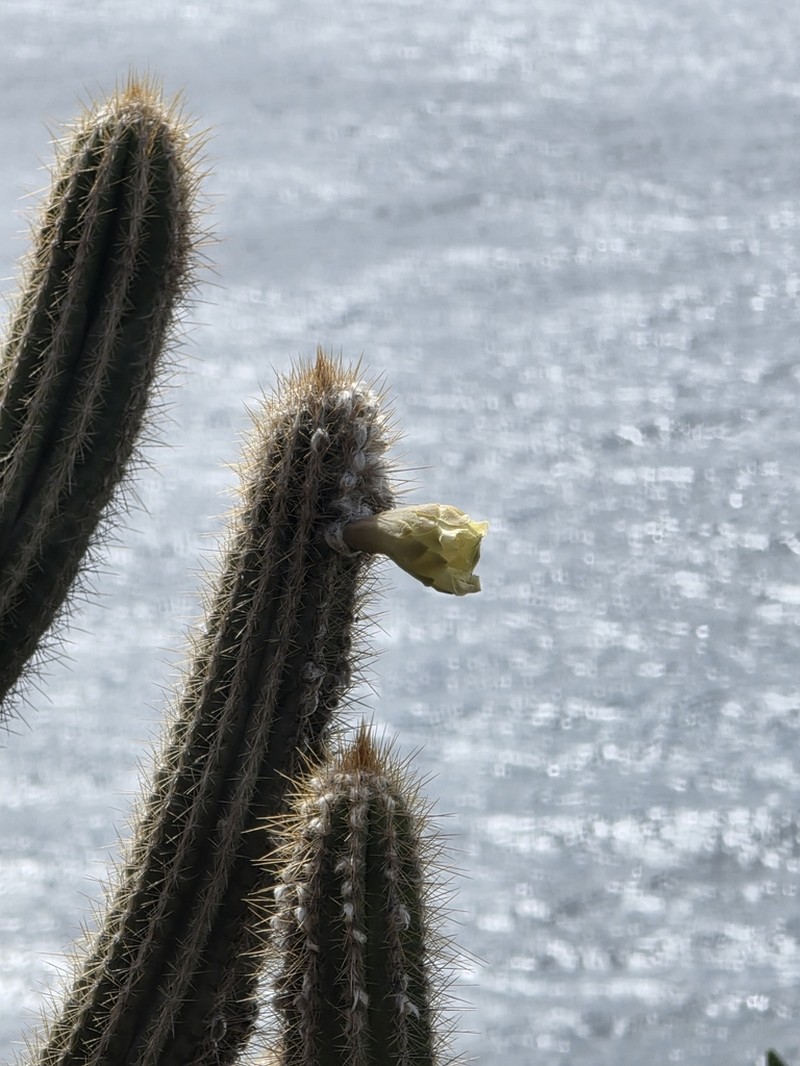 Pilosocereus samanensis photo 5