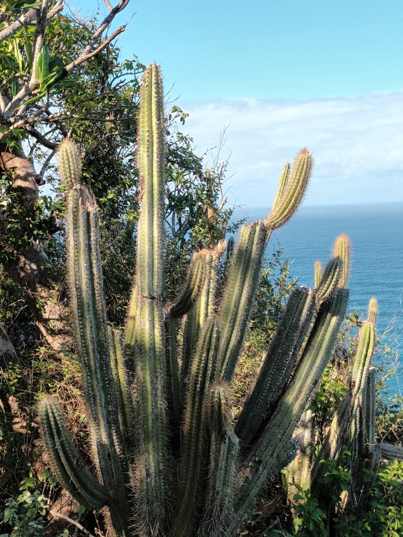 Pilosocereus samanensis photo 6