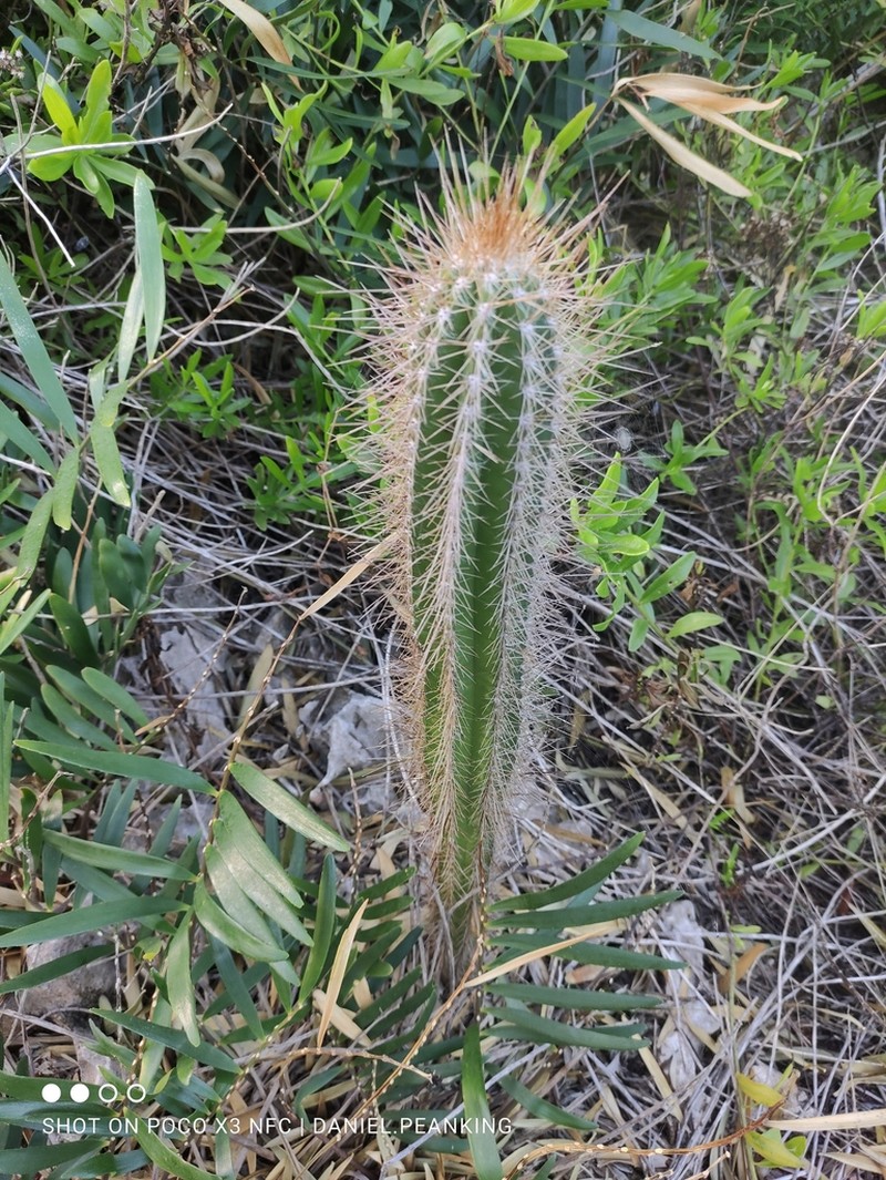 Pilosocereus samanensis photo 7