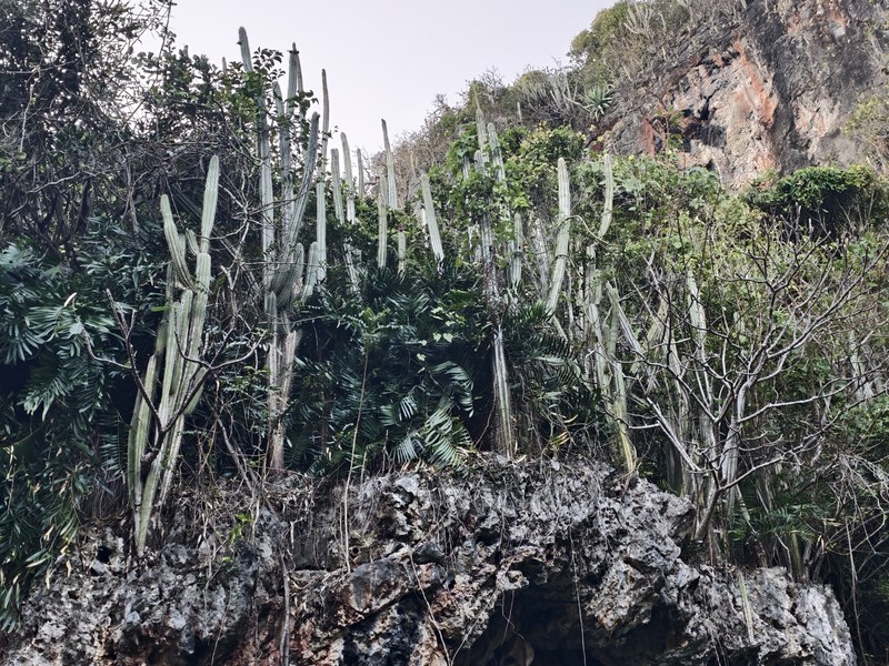 Pilosocereus samanensis photo 8