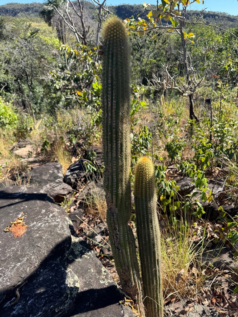 Pilosocereus vilaboensis subsp. pluricostatus