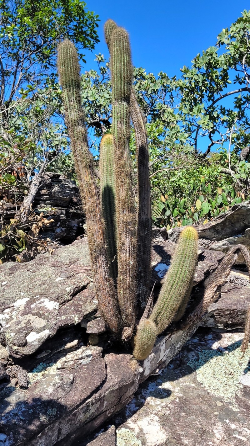 Pilosocereus vilaboensis subsp. pluricostatus photo 2