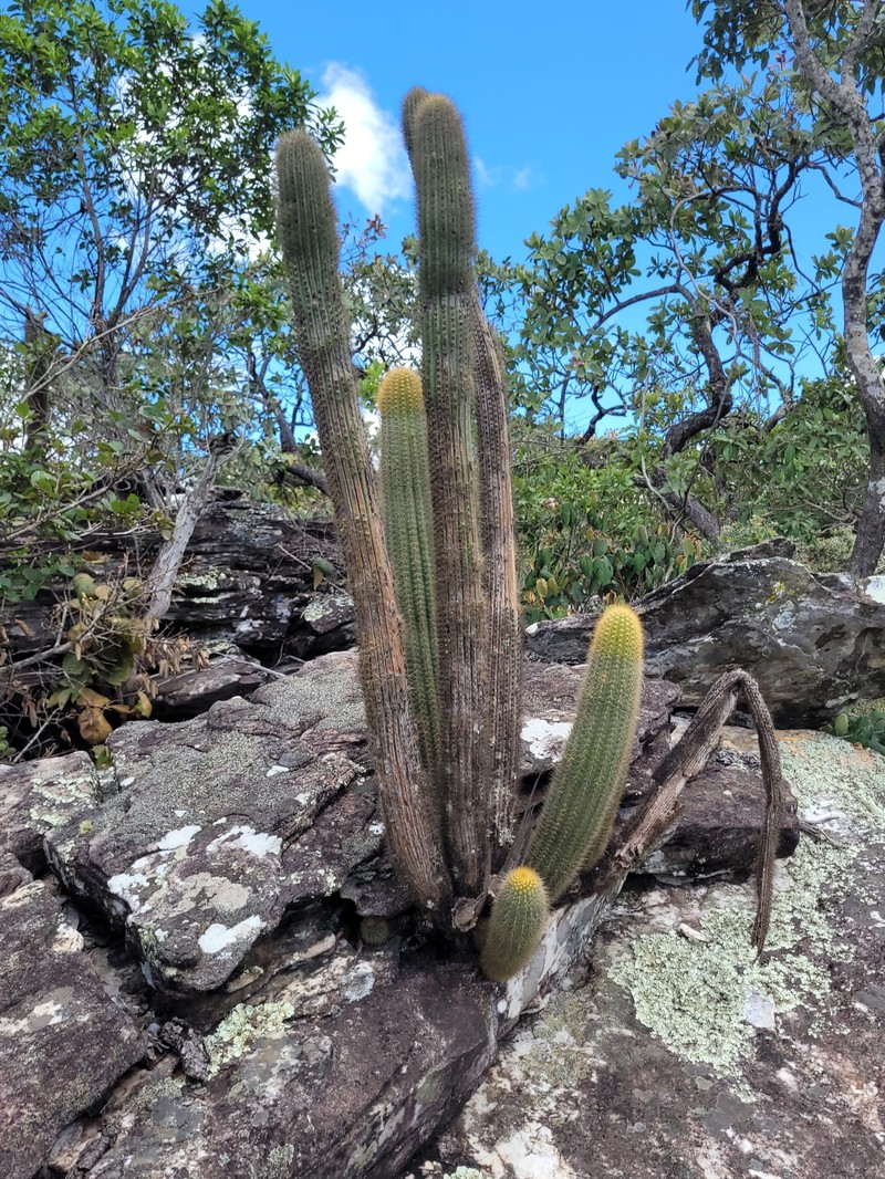 Pilosocereus vilaboensis subsp. pluricostatus photo 3