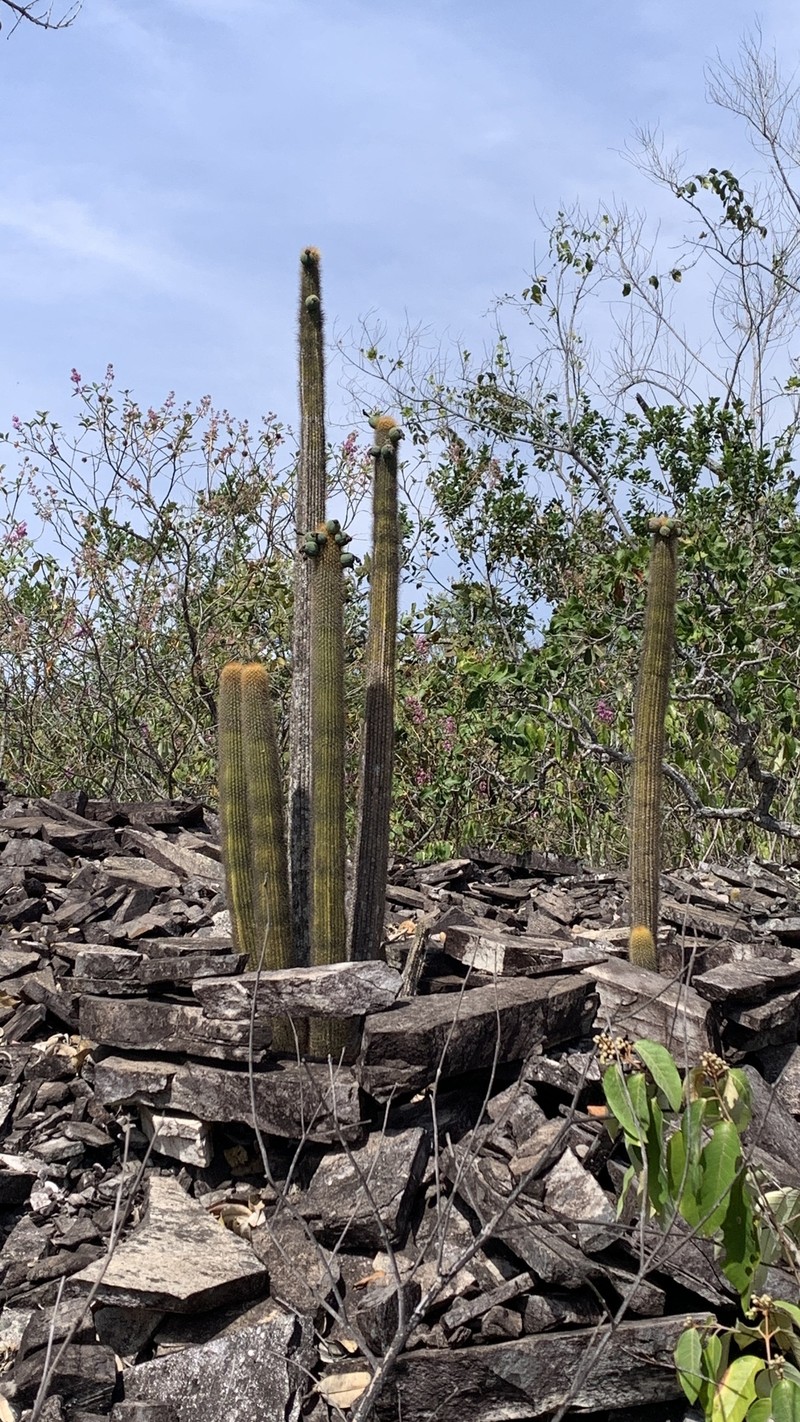 Pilosocereus vilaboensis subsp. pluricostatus photo 4