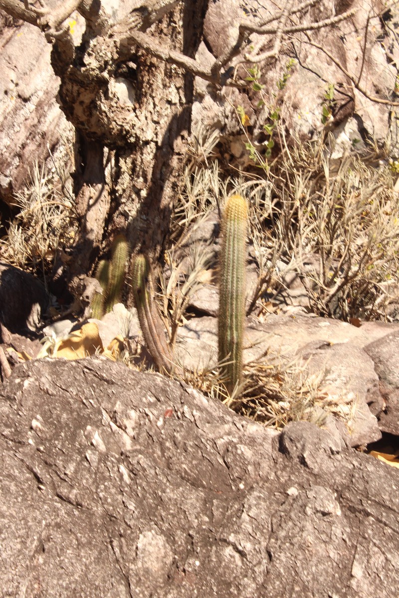 Pilosocereus vilaboensis subsp. rizzoanus