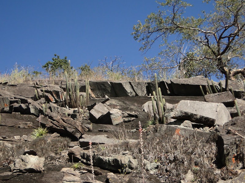 Pilosocereus vilaboensis subsp. rizzoanus photo 2