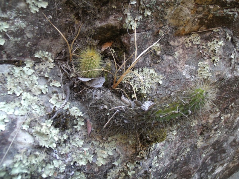 Pilosocereus vilaboensis subsp. rizzoanus photo 3