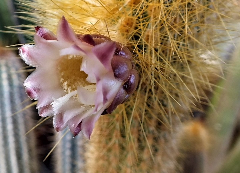 Pilosocereus zahrae