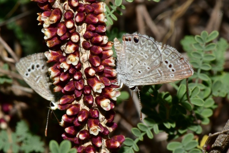 Thurber's Stemsucker