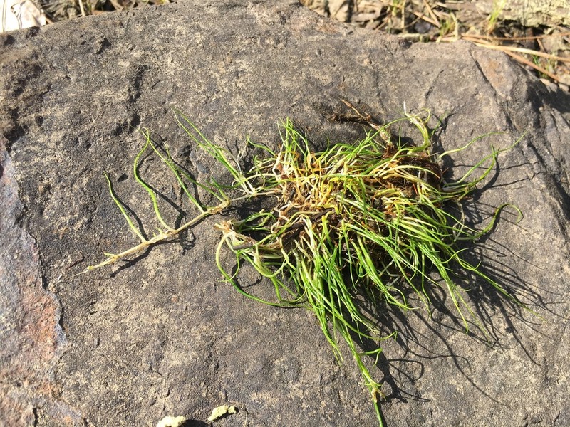 American Pillwort