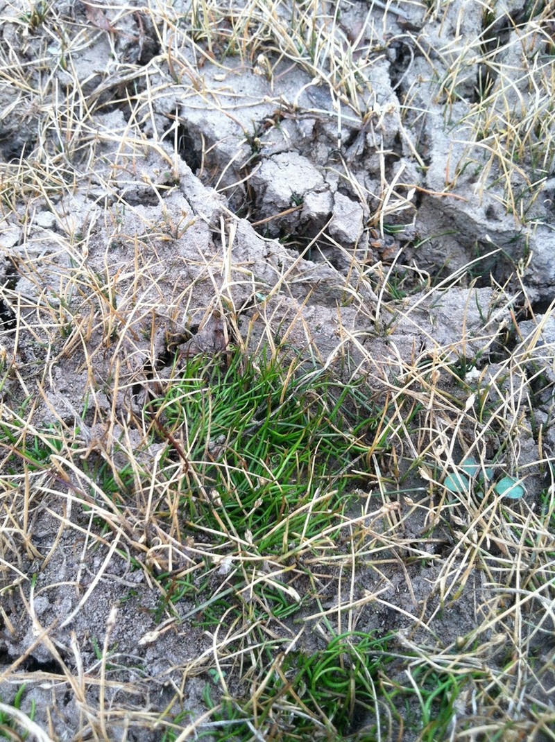 American Pillwort photo 2