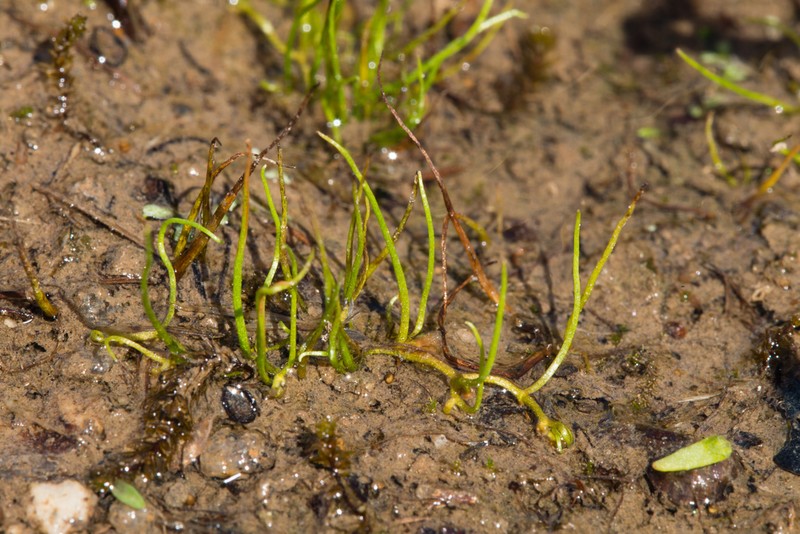 American Pillwort photo 3