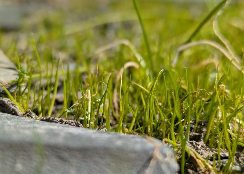 American Pillwort photo 4