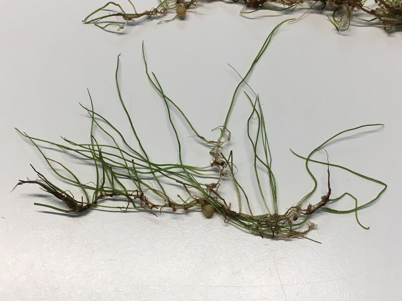 American Pillwort photo 5