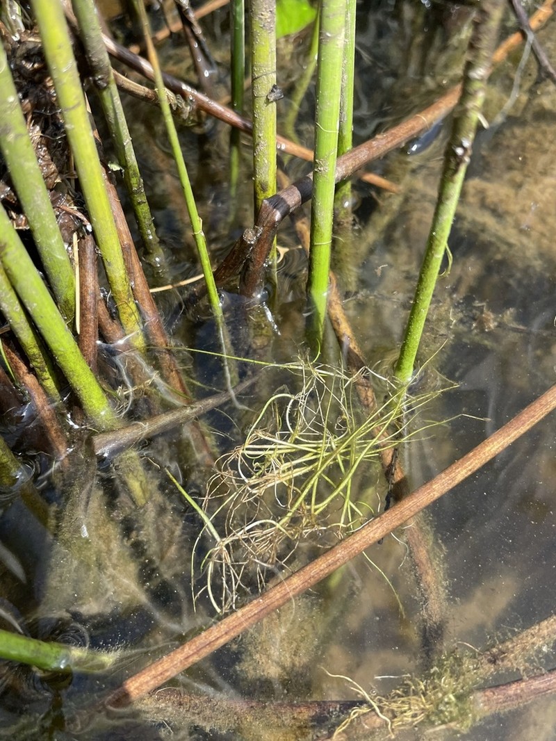 American Pillwort photo 6