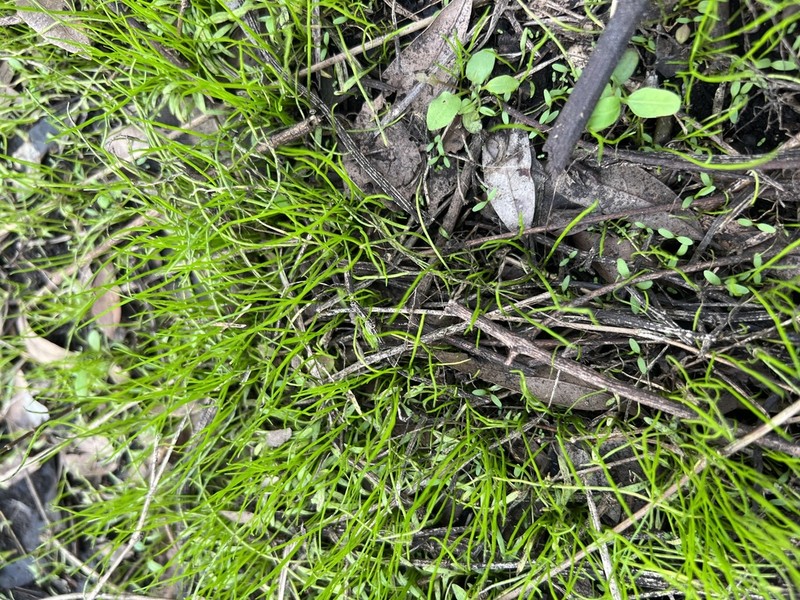 American Pillwort photo 7