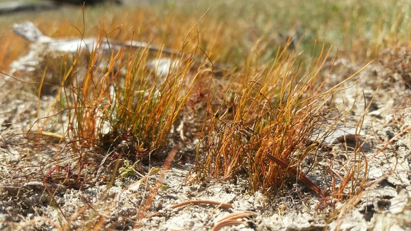 American Pillwort photo 8
