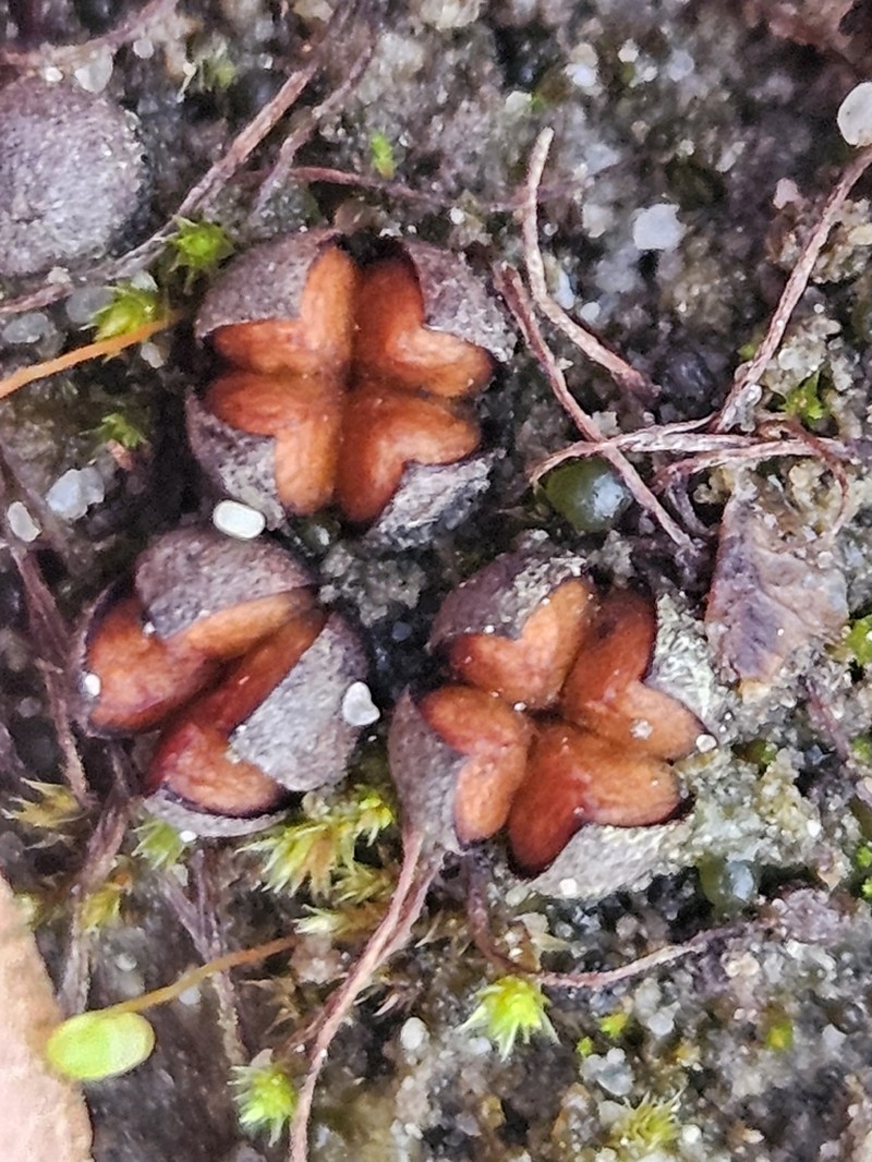 Pilularia globulifera photo 2