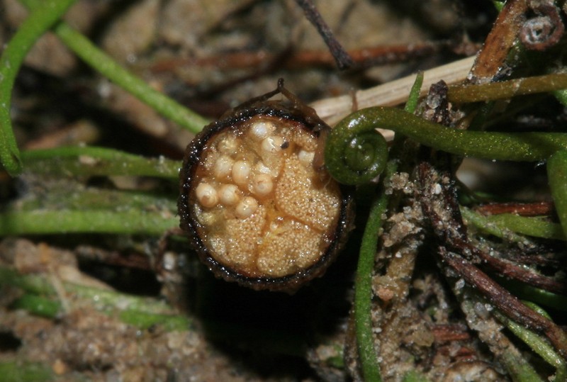 Pilularia globulifera photo 3