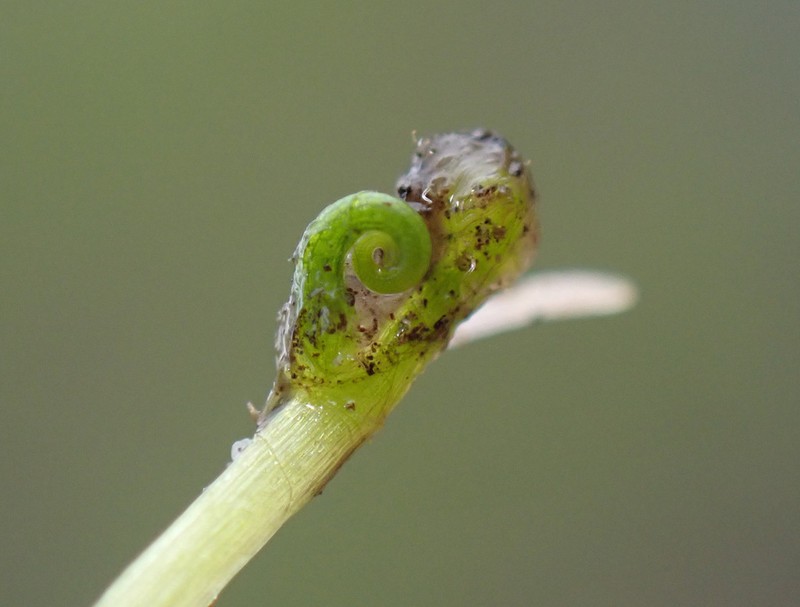 Pilularia globulifera photo 5
