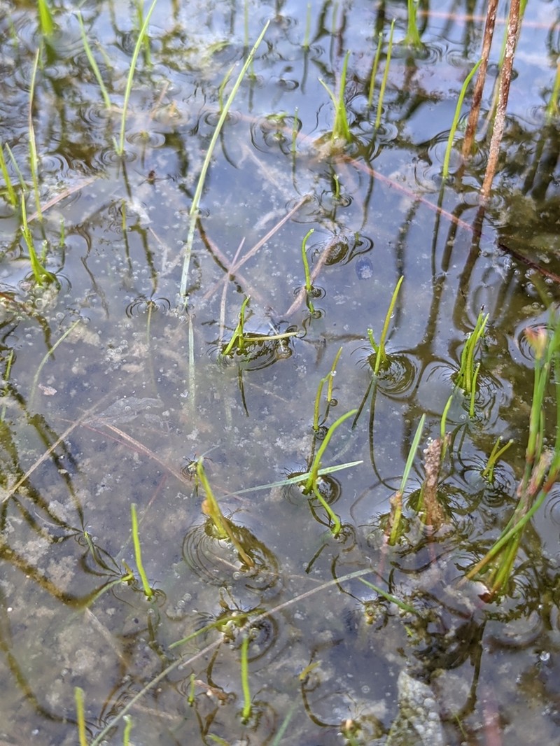 Pilularia globulifera photo 8
