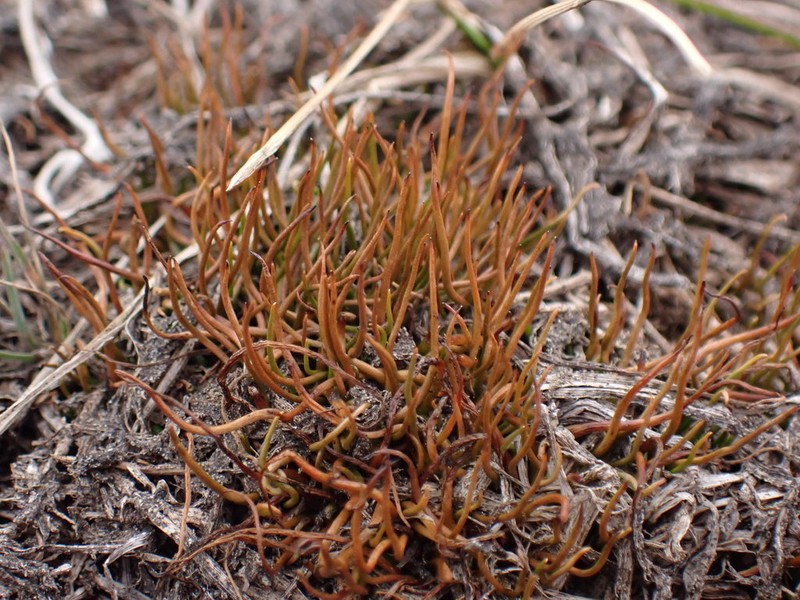 Pilularia novae-hollandiae