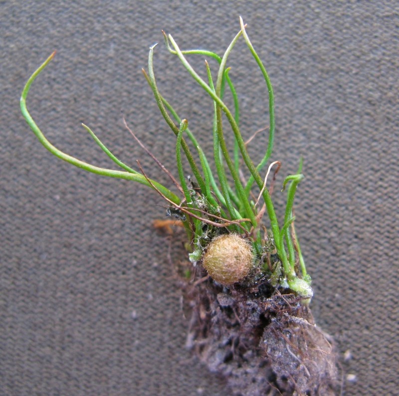 Pilularia novae-hollandiae photo 2