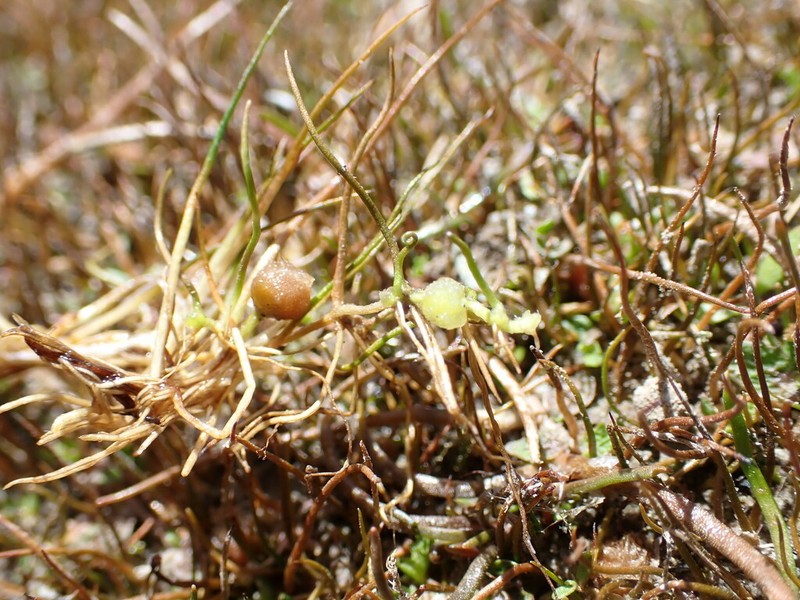 Pilularia novae-hollandiae photo 3