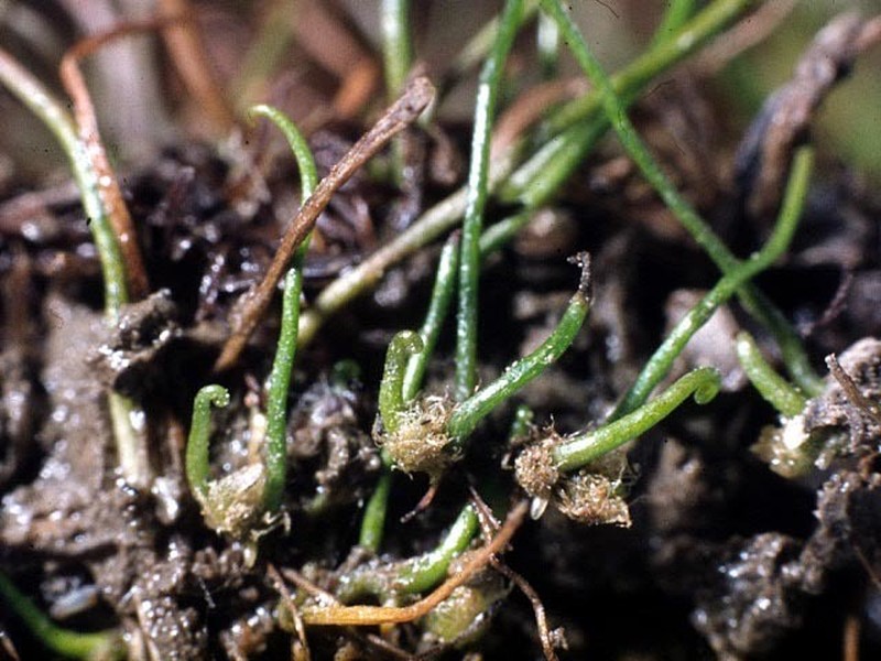 Pilularia novae-hollandiae photo 4