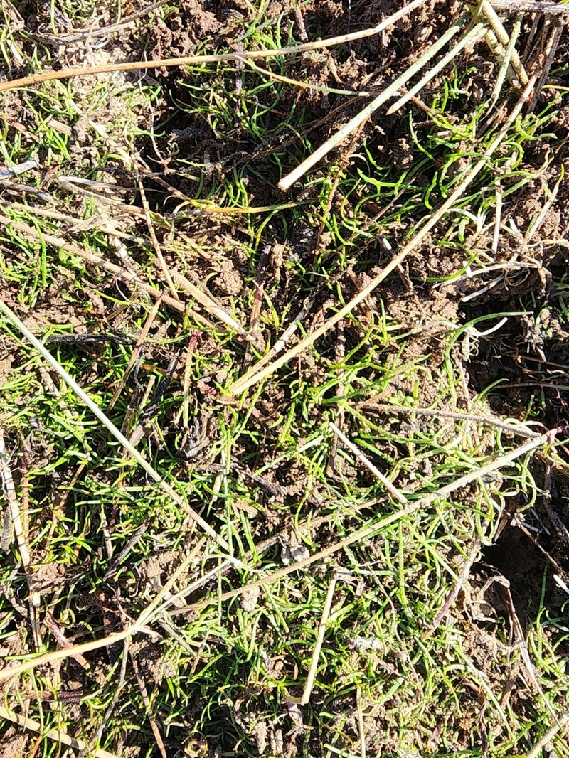 Pilularia novae-hollandiae photo 5
