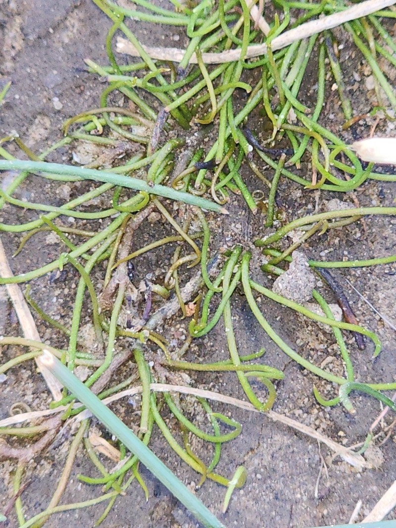 Pilularia novae-hollandiae photo 6