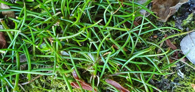 Pilularia novae-hollandiae photo 8