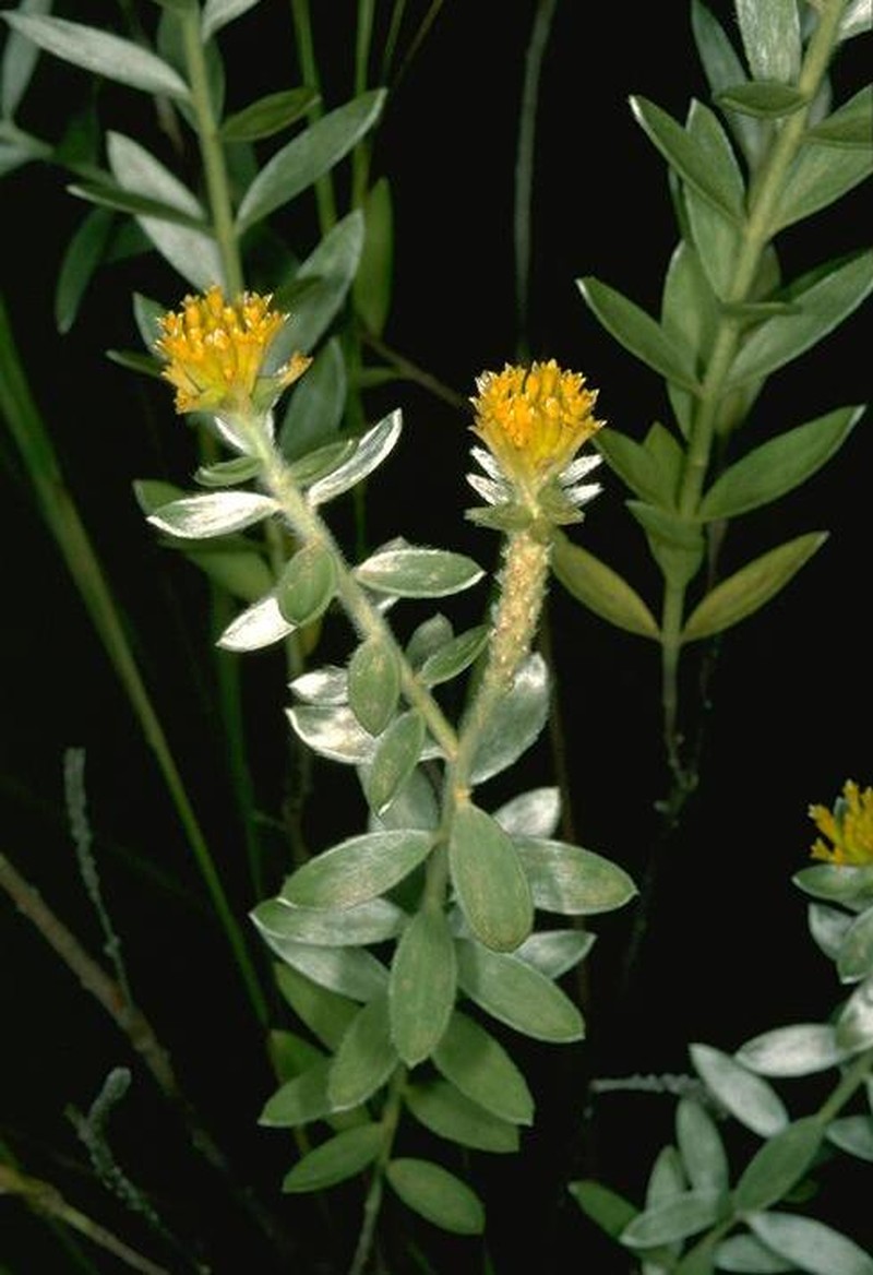 Pimelea amabilis