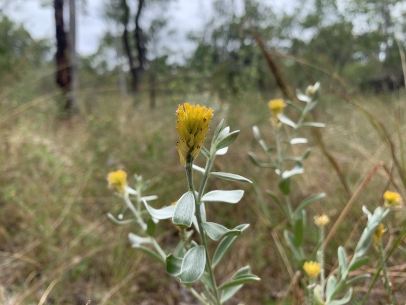 Pimelea amabilis photo 2