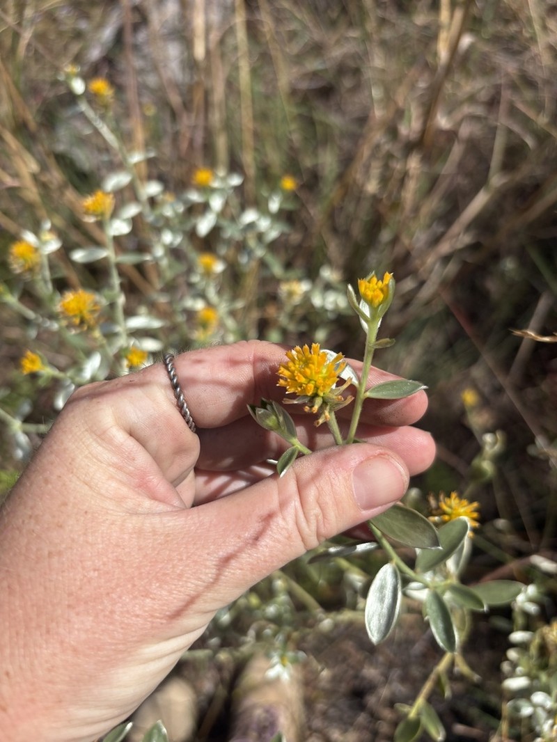 Pimelea amabilis photo 3