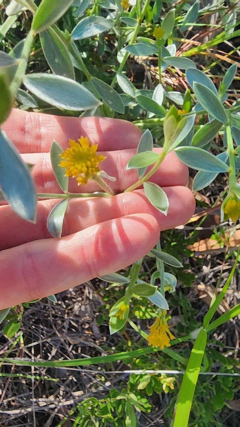Pimelea amabilis photo 4
