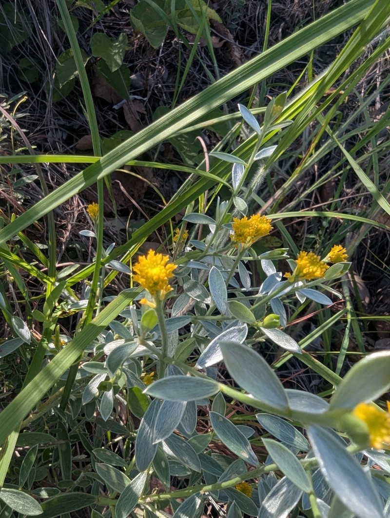 Pimelea amabilis photo 5