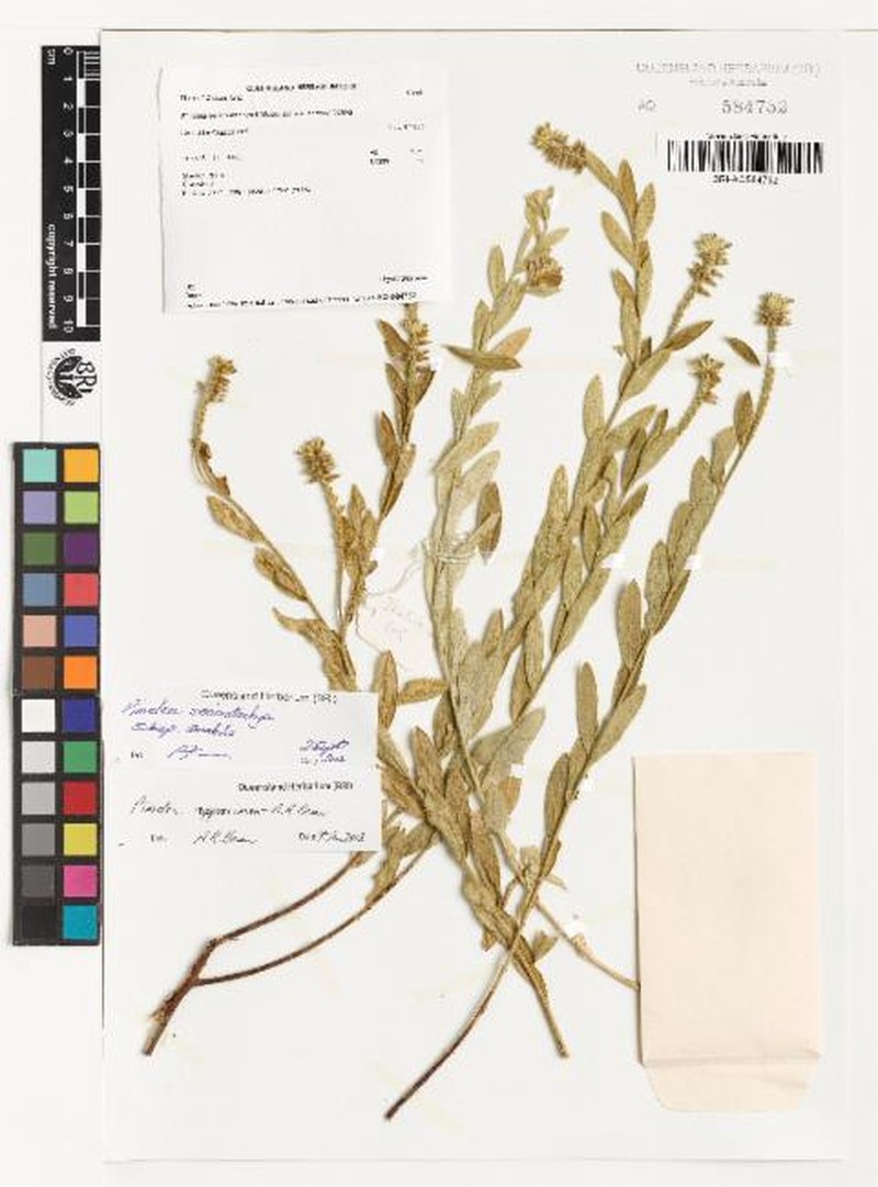 Pimelea approximans