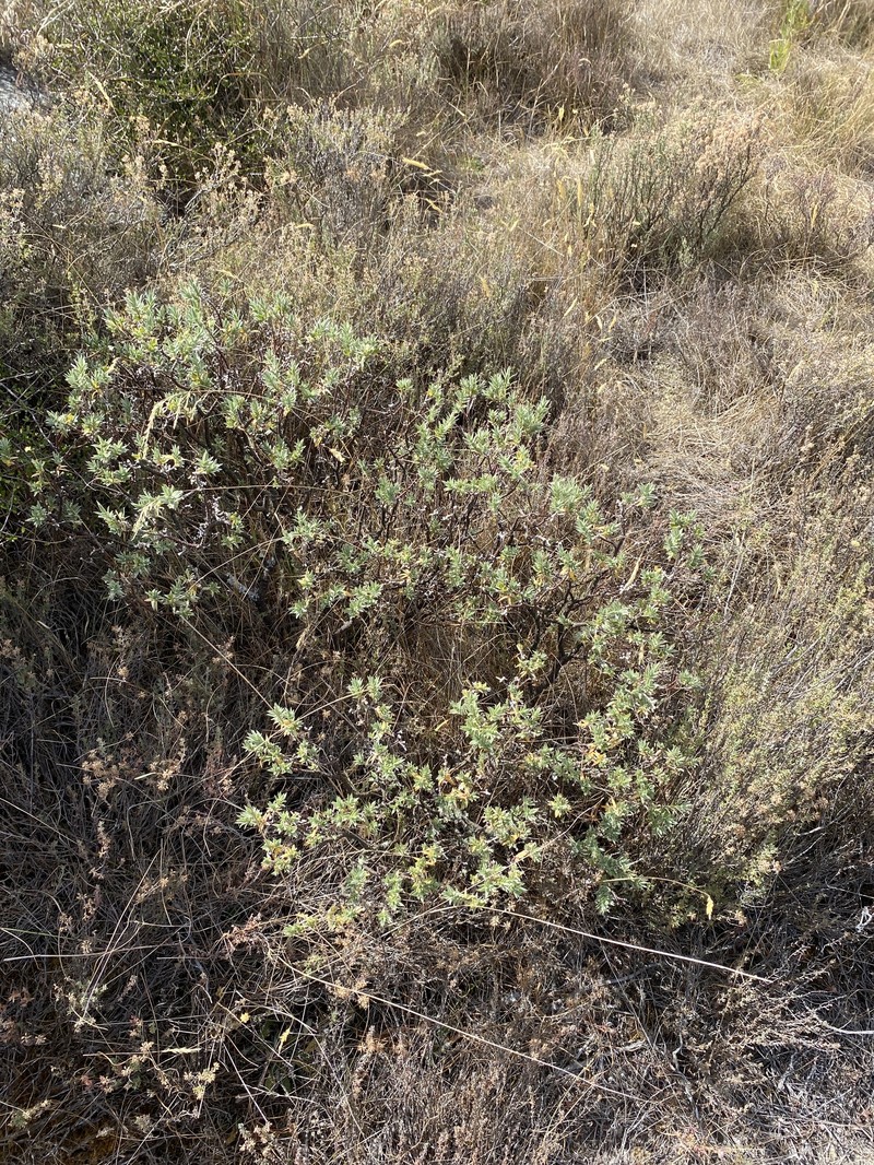 Pimelea aridula subsp. aridula