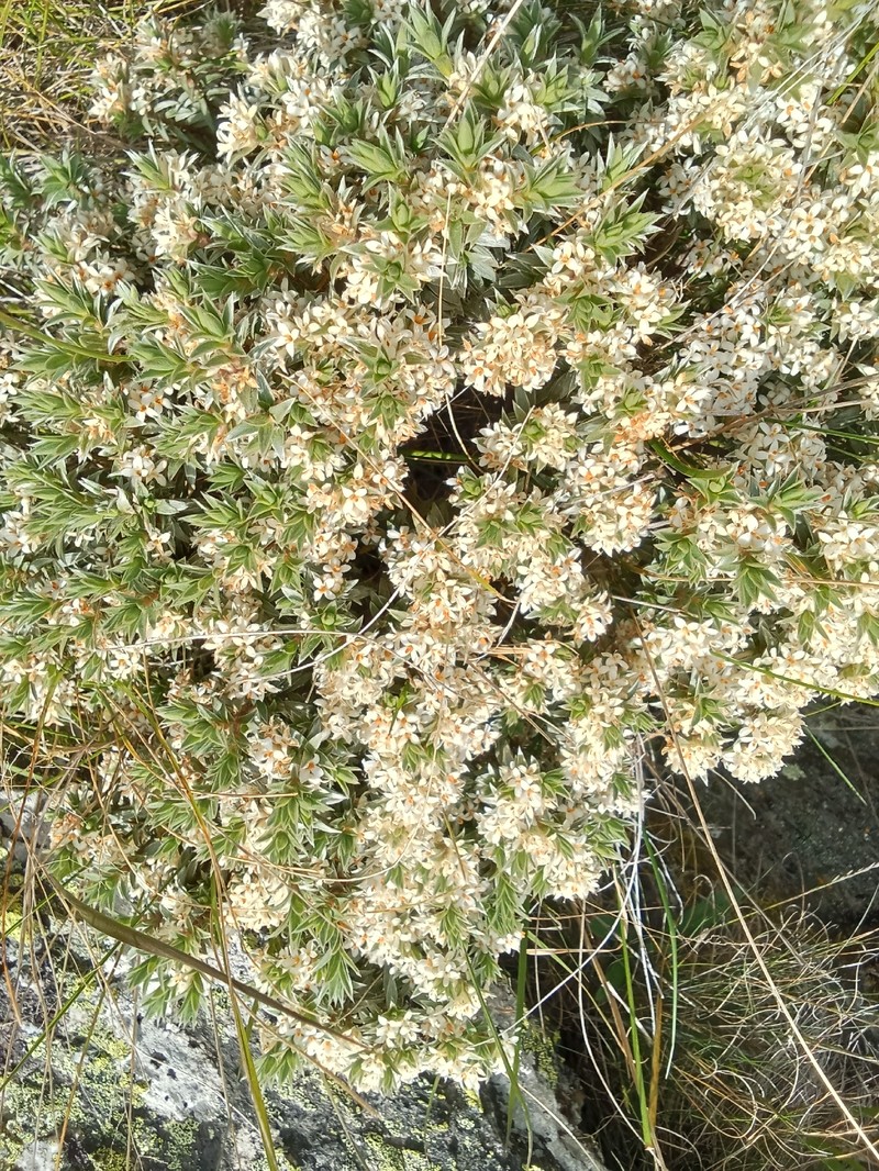 Pimelea aridula subsp. aridula photo 2