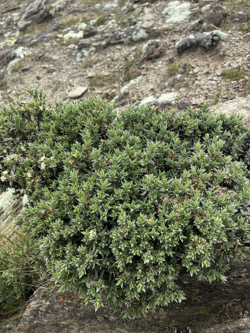 Pimelea aridula subsp. aridula photo 3