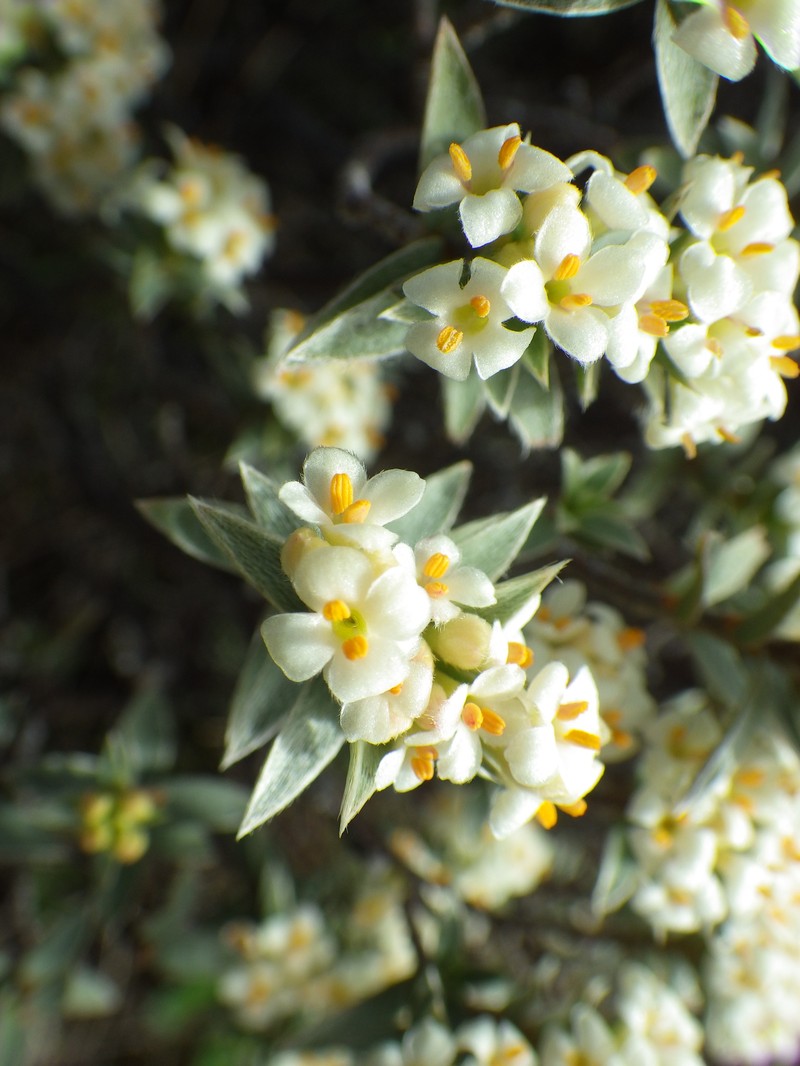 Pimelea aridula subsp. aridula photo 4
