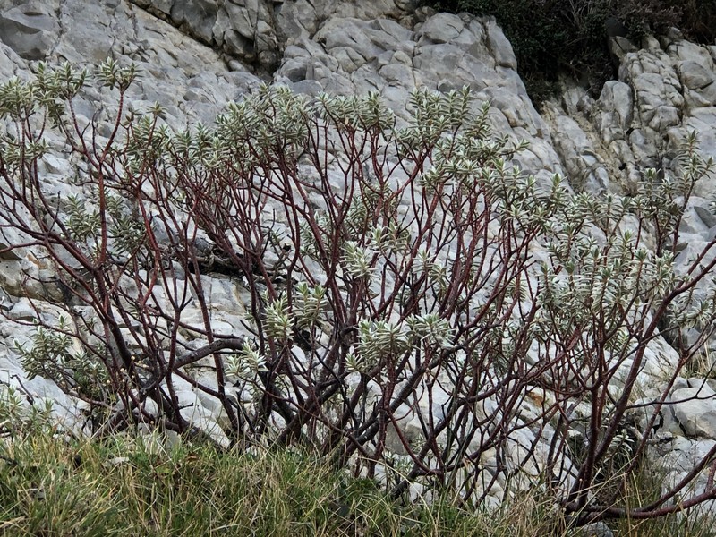 Pimelea aridula subsp. oliga