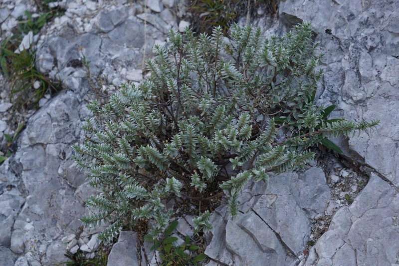 Pimelea aridula subsp. oliga photo 2