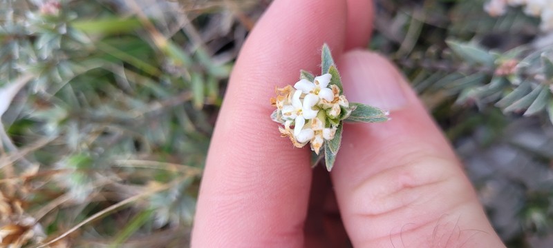 Pimelea aridula subsp. oliga photo 3