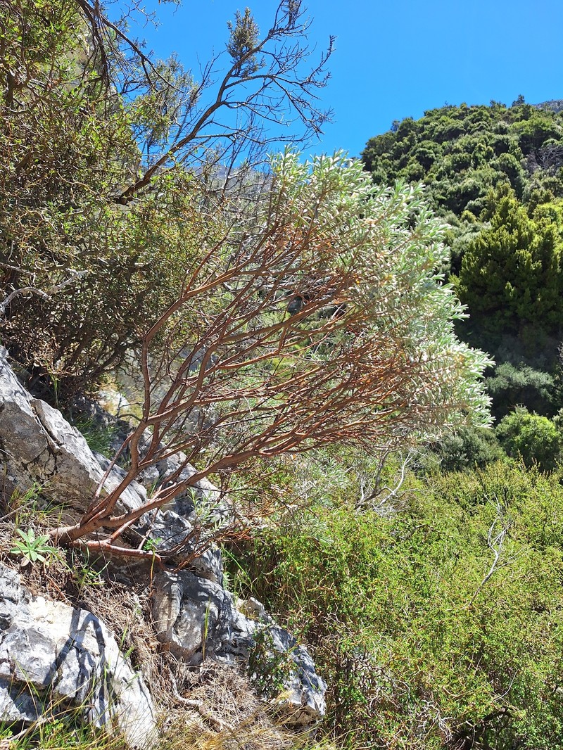 Pimelea aridula subsp. oliga photo 4