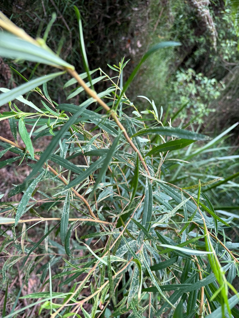 Pimelea axiflora subsp. axiflora