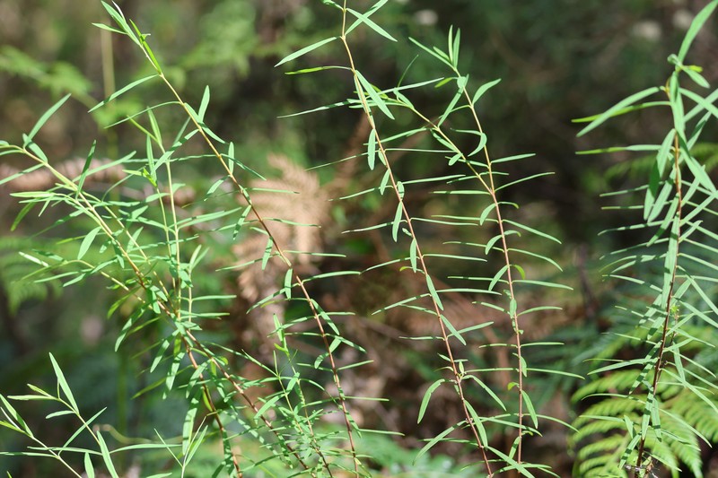 Pimelea axiflora subsp. axiflora photo 2