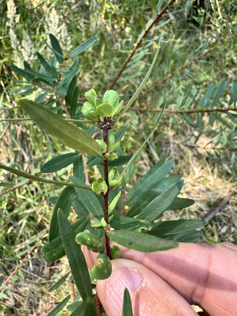 Pimelea axiflora subsp. axiflora photo 3