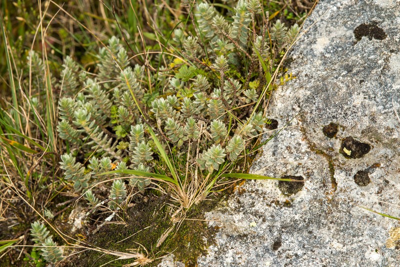 Pimelea barbata